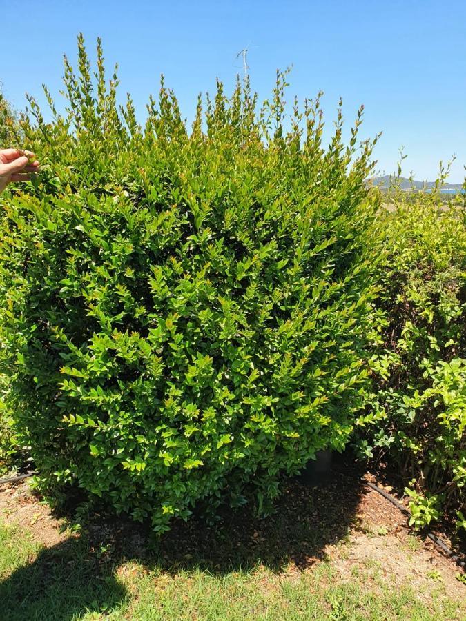 Villino Matilde Βίλα Costa Rei Εξωτερικό φωτογραφία